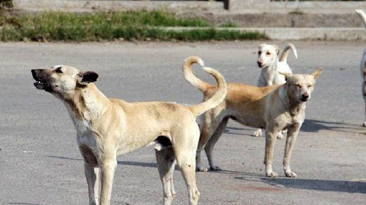 印度有獲收養的流浪狗英勇保護女主人。此為配圖，與本案無關。(互聯網)