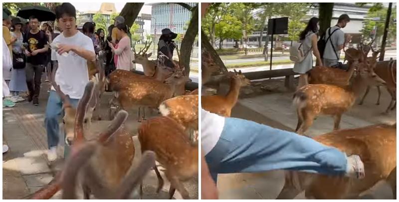 奈良公園一名白衣男腳踢及掌摑奈良鹿，其暴行被目擊者拍到。(影片截圖)