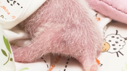 大熊貓BB家姐髮量增加尾巴左搖右擺 網民：珍惜條長長小尾巴 (