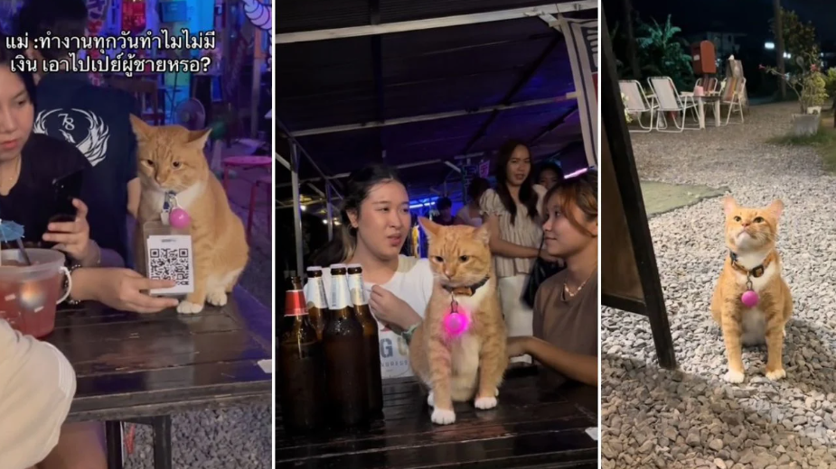 泰國酒吧「淡定貓」竟負責收錢！瞬吸逾1300萬次瀏覽