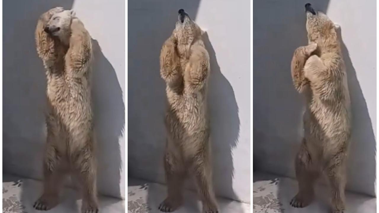 日動物園北極熊扭腰搖臀爆紅，網民大讚：熊界瑪麗蓮夢露。(X)