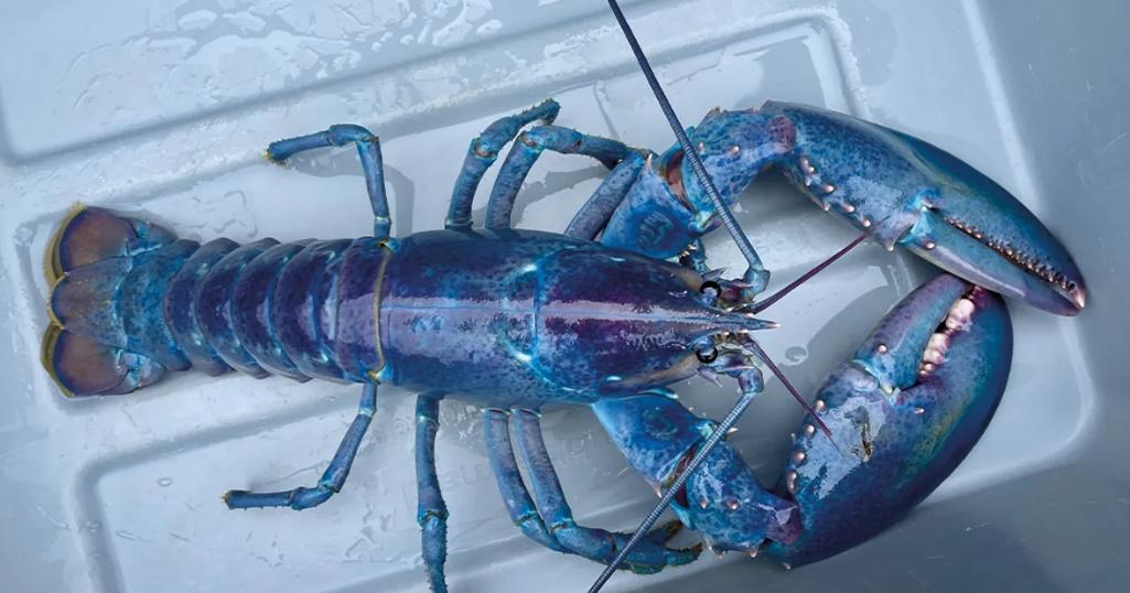 漁夫捕獲罕有幻彩藍龍蝦，突變機率1億分之1。(X)