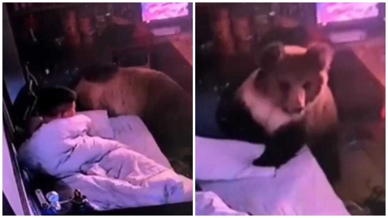 西藏棕熊夜闖旅館找食物，職員驚醒逃走不忘取手機。(微博)