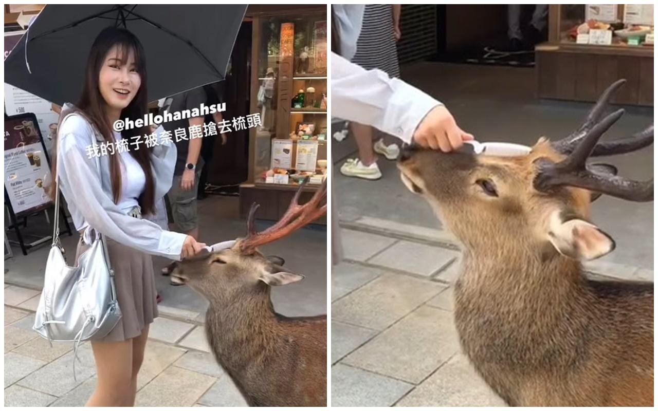 台灣女歌手幫奈良鹿梳頭收服近40隻鹿　日本網民：感謝善待。(IG)