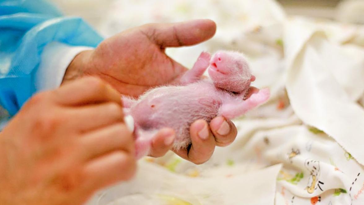 熱追大熊貓BB成長路 家姐細佬萌相續放閃