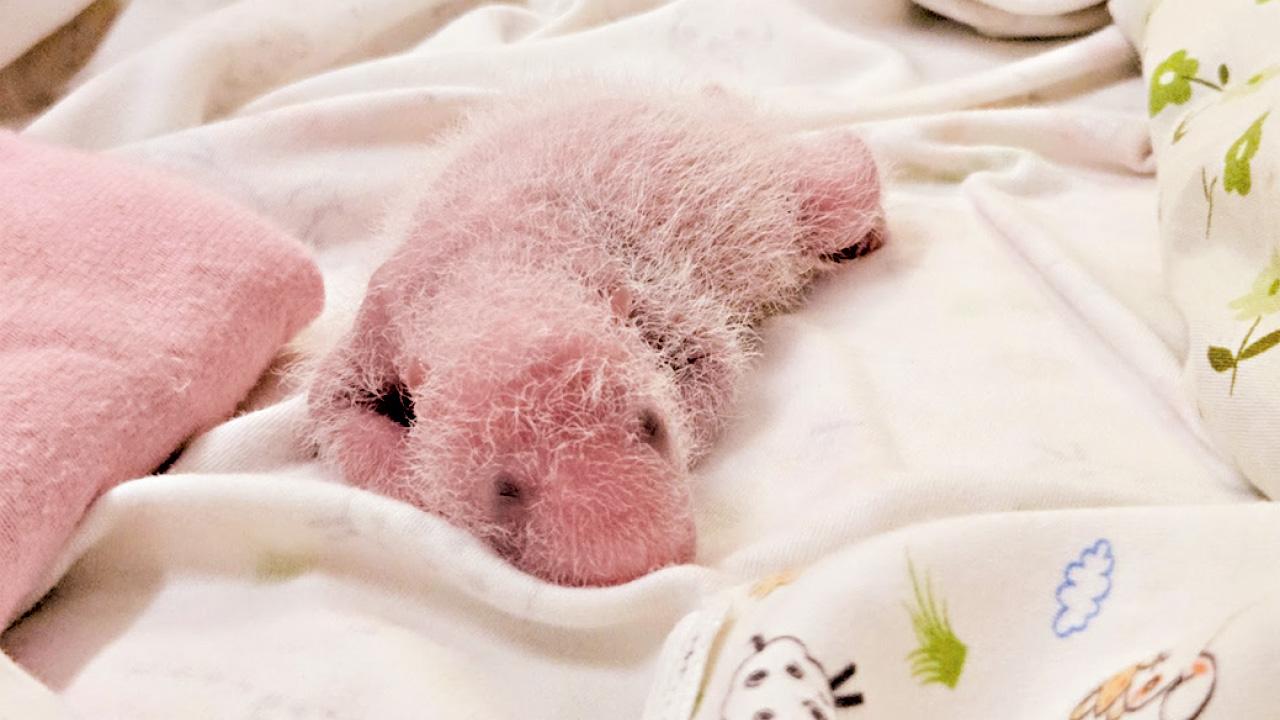 大熊貓雙胞胎「滿周」 黑眼圈隱約可見