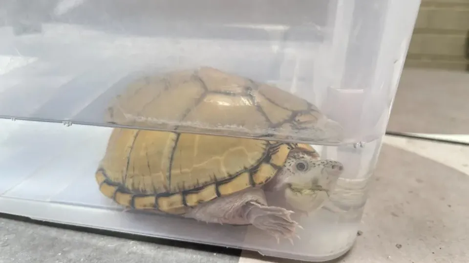 小夫妻離婚為爭「13隻烏龜撫養權」打官司　背後原因曝光惹網群嘲