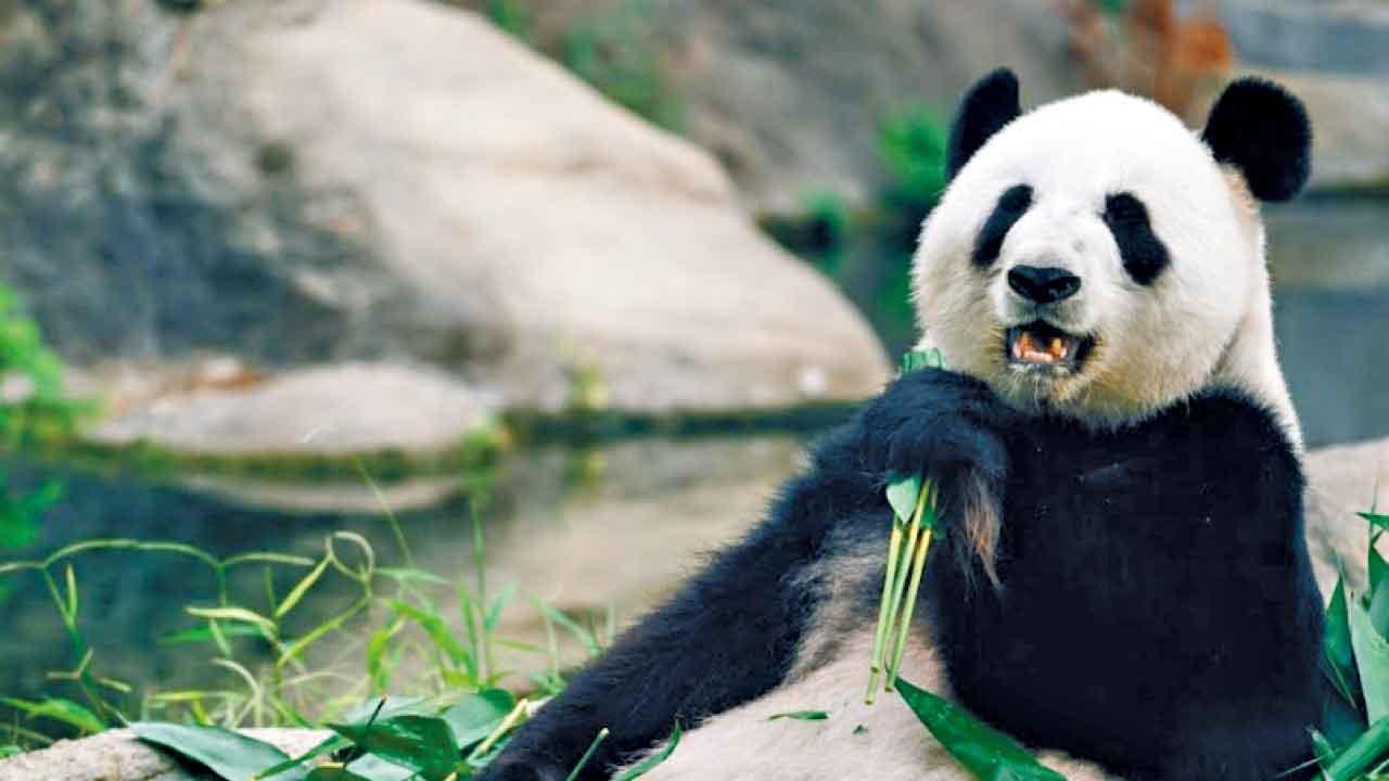 「盈盈」「樂樂」終誕下港產龍鳳胎