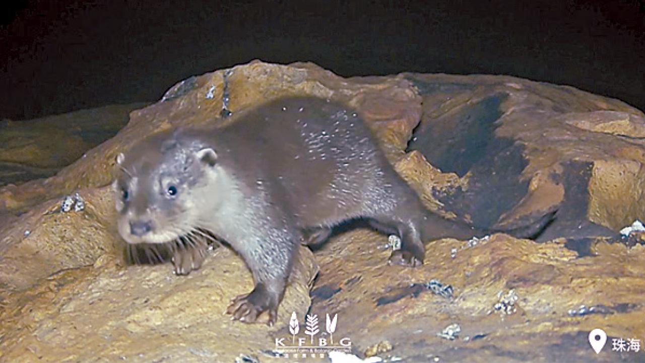 上水梧桐河發現疑極度瀕危水獺排洩物 嘉道理農場：應活化人工河道增棲身所