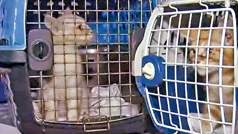 大埔富善邨單位傳惡臭 檢逾30貓狗  消息︰被捕女住戶原經營寵物店