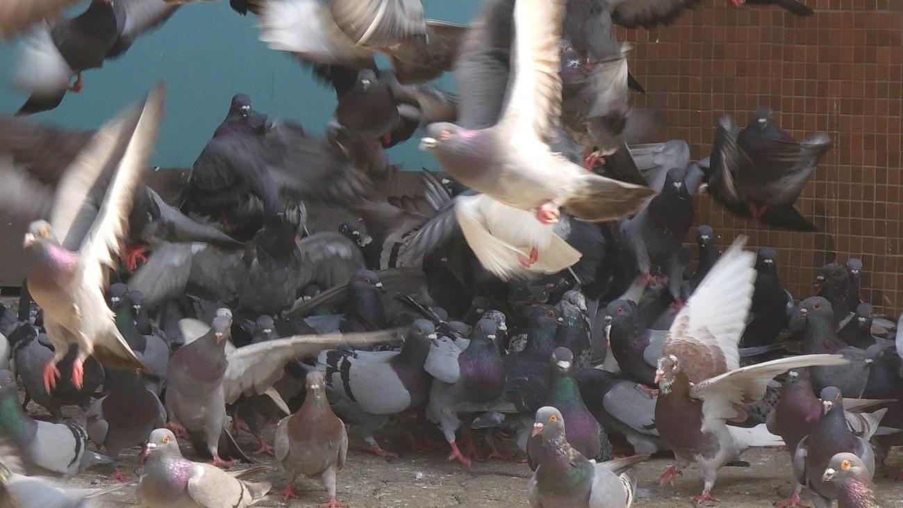 針對非法餵飼野鴿。(資料圖片)