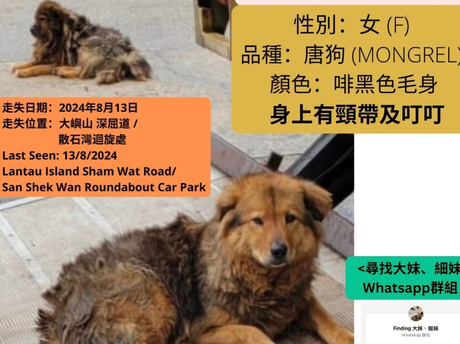 寶蓮寺職員後山棄狗　動物組織召集義工本周六搜山