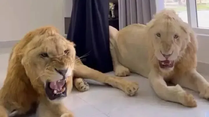 寵物店被問「可以幫獅子洗澡嗎」　飼主傳照片後嚇爆美容師