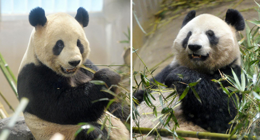 上野動物園的雄性大熊貓「力力」（左）和雌性大熊貓「真真」。(資料圖片)
