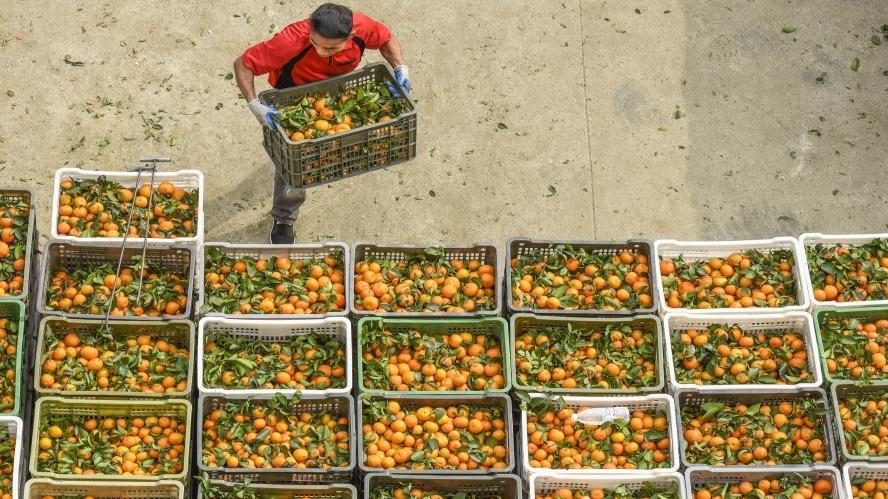 中國地理小知識｜盛產砂糖桔 中國水果第一大省是廣西！