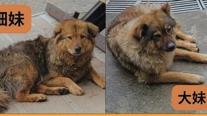 寶蓮寺職員虐狗