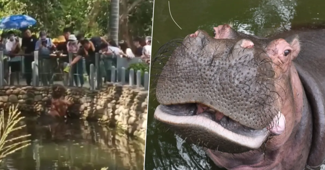 台灣新竹動物園的36歲元老級河馬「樂樂」是動物園人氣王，有網民近日指發現有遊客餵樂樂食薯片。