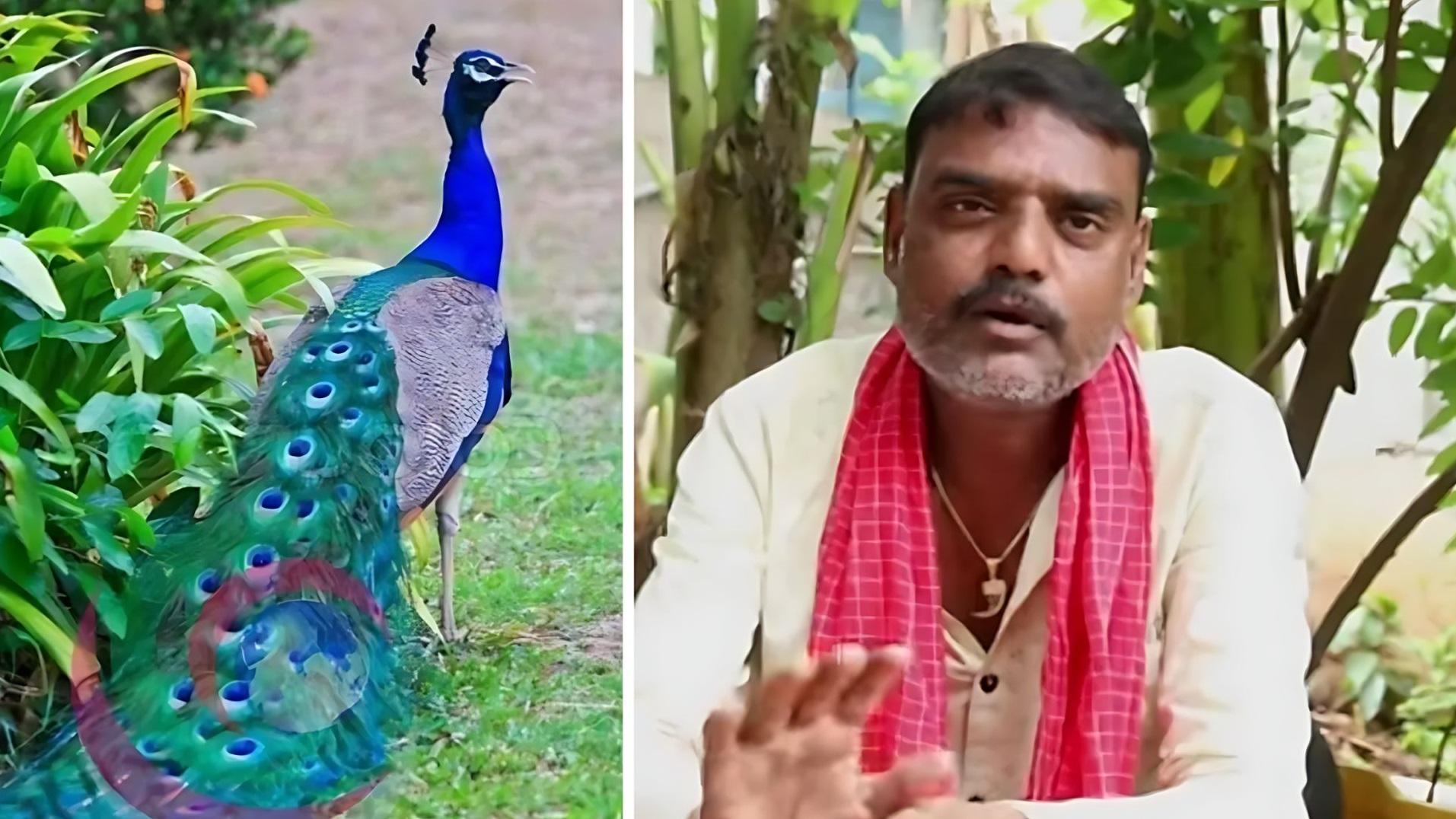 庫瑪爾為博取流量，竟拍片教人烹調孔雀咖哩。(互聯網)