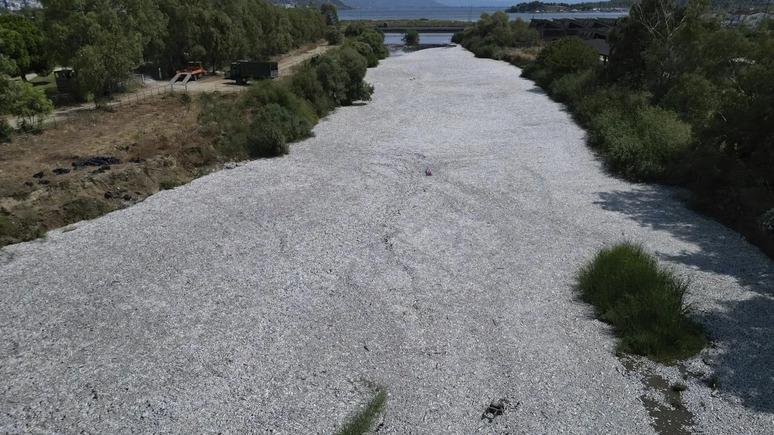 希臘驚現數十萬死魚漂浮異象　當局一日撈40多噸魚屍