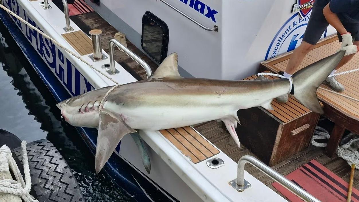 民眾今年6月在濟州島沿岸捕獲短尾真鯊。(互聯網)