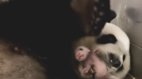 大熊貓細佬「呀呀」大叫  盈盈與「家姐」享親子時間 (@igpandahk_official影片截圖)