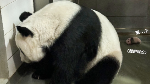大熊貓盈盈湊仔太攰 面壁唞下 網民：叫個衰佬樂樂幫吓手啦 (@igpandahk_official圖片)