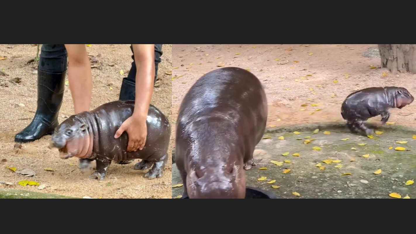 泰河馬BB「彈跳豬」瘋狂彈跳暴衝 衝出國際炙手可熱(有片)