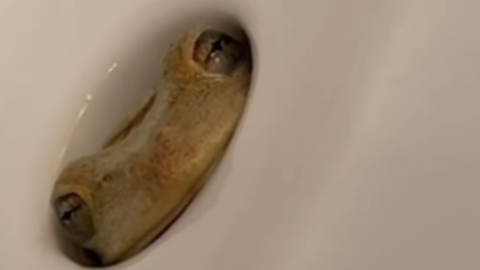 家中洗手盤內「有雙眼」凝視 婦嚇傻 結局竟然係咁(有片)