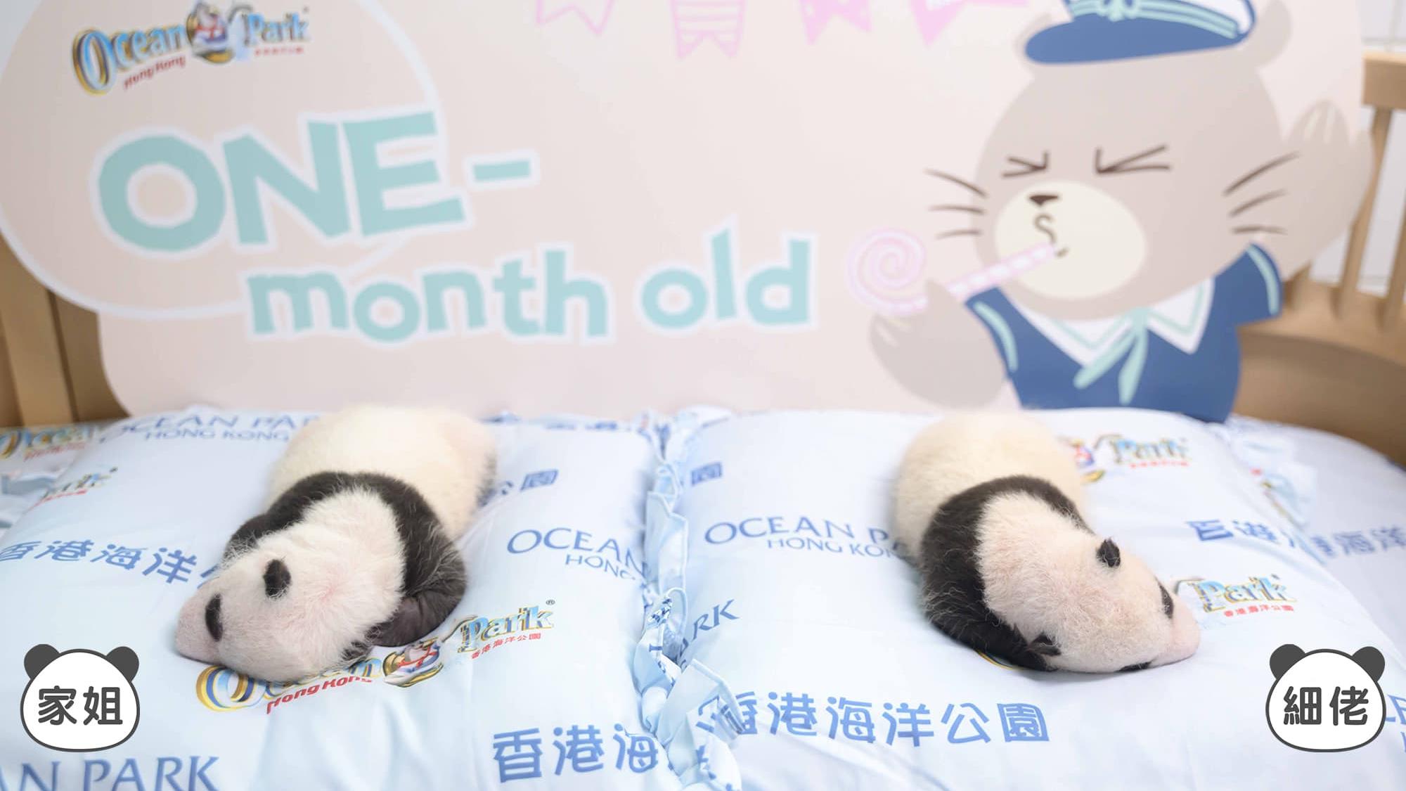 龍鳳胎大熊貓滿月，慢慢脫離保溫箱，姐弟「增磅」處於暴風式成長。(海洋公園)