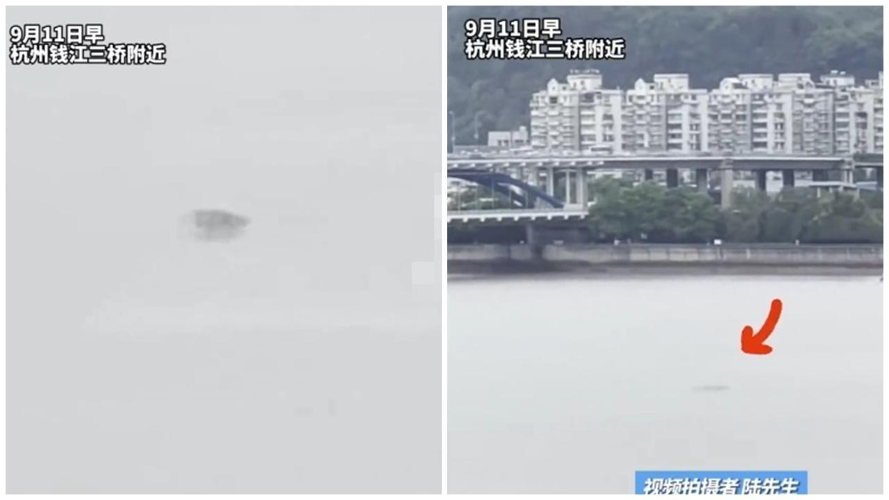 錢江傳驚水怪出沒，55秒游2公里，官方有回應。(微博)