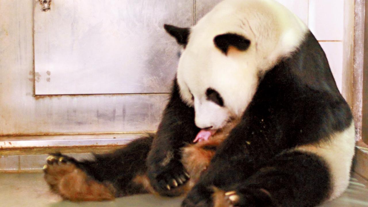 海洋公園公開盈盈坐月餐單 細卷竹葉加入蘋果餅乾