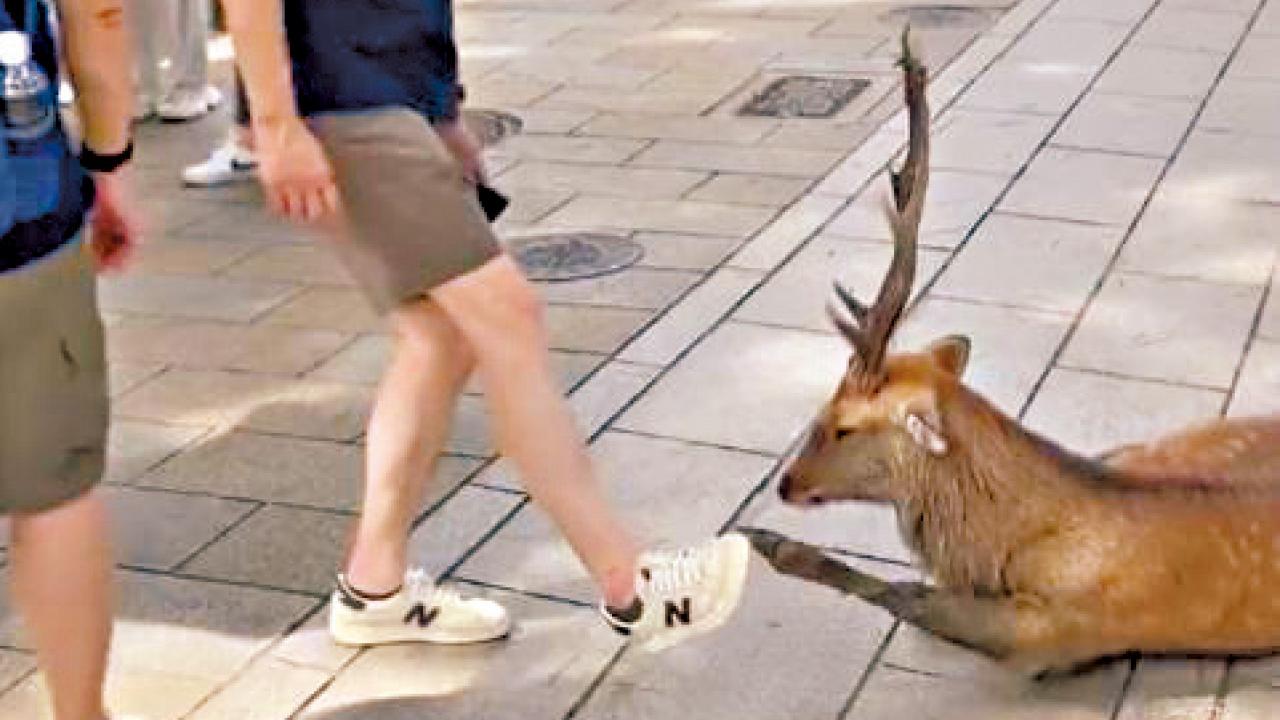 日本人不滿鹿仔常遭戲弄 疑中國遊客踢奈良鹿遭喝止