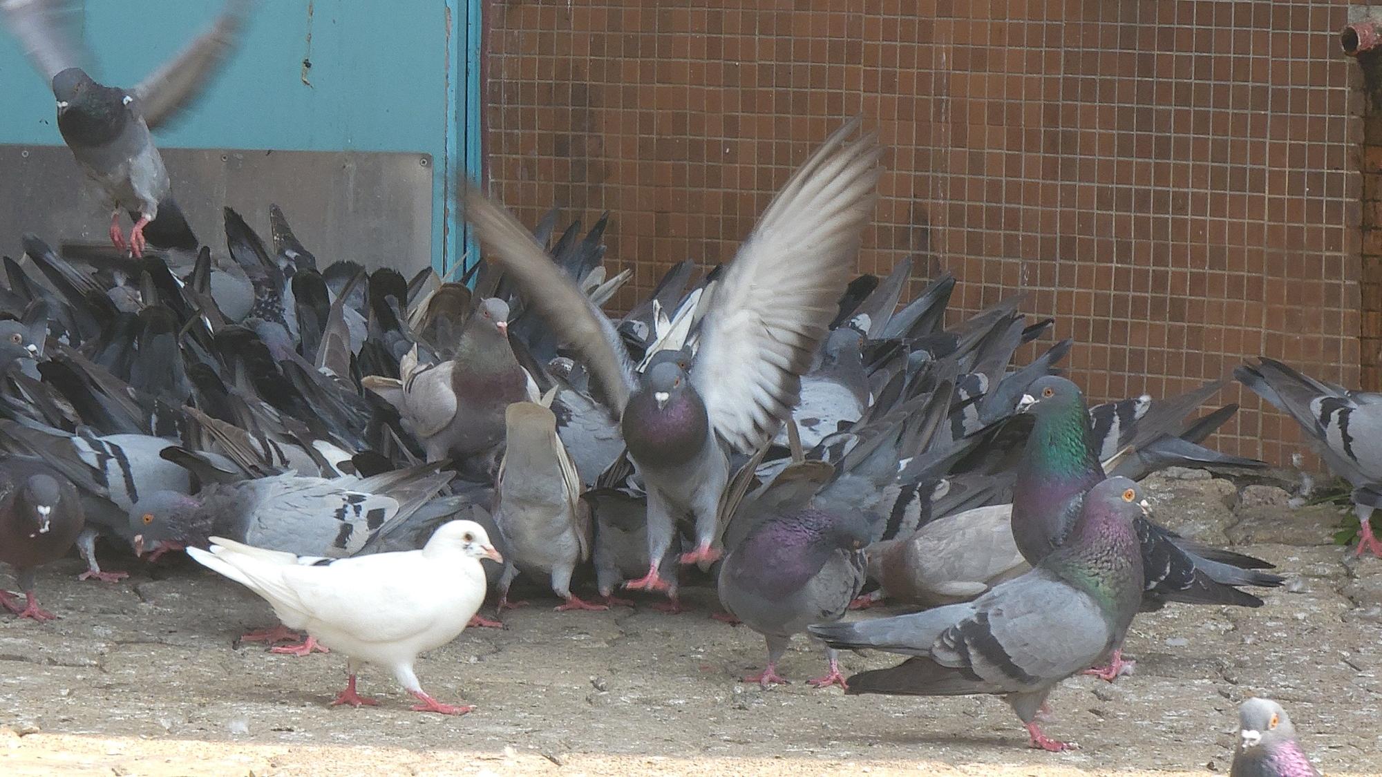 禁止餵飼野鴿等野生動物，有助改善公共衛生和城市環境。