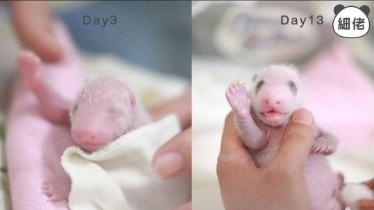 熊貓寶寶的成長歷程