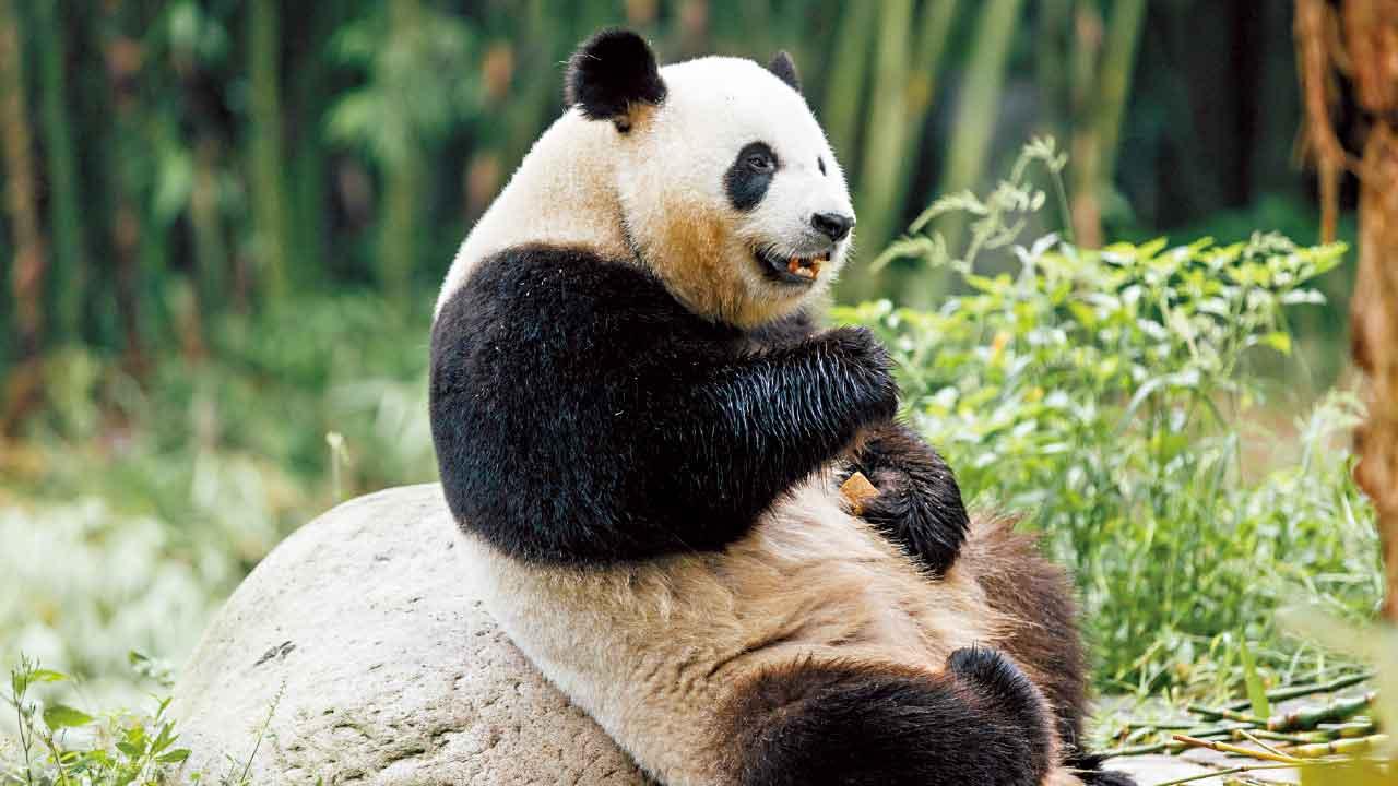 中央贈港大熊貓9.26抵港 住處四川奇珍館完成大升級 議員盼為旅遊市場帶來新機遇