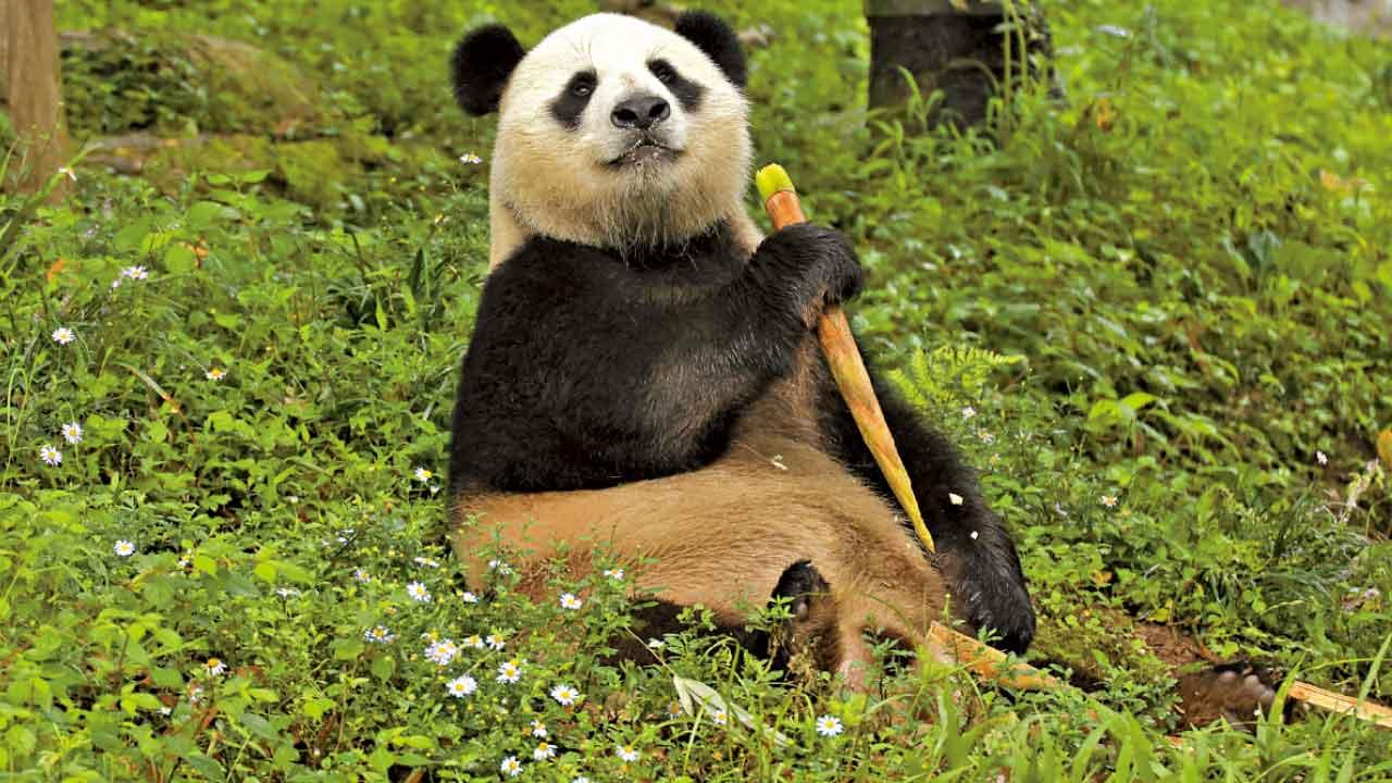 消息：中央贈港大熊貓最快周四抵港 傳已有名字或辦命名比賽