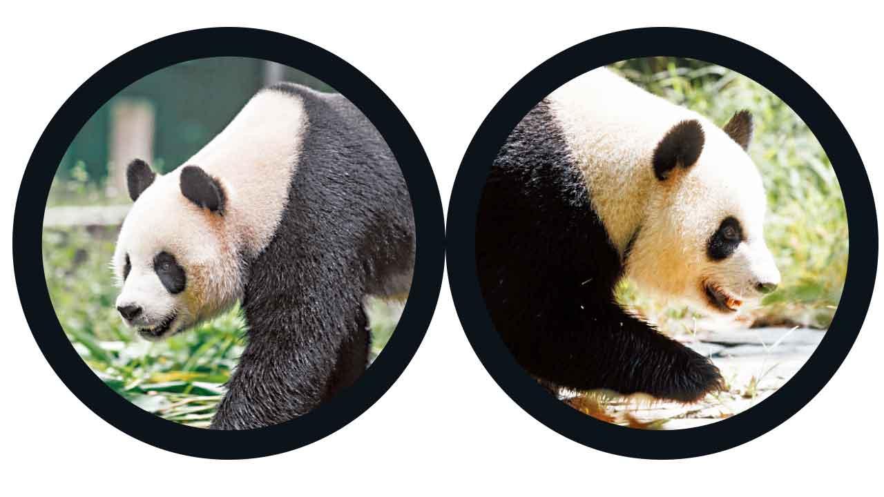 贈港大熊貓展開新生活  安安、可可最快聖誕見公眾  陳國基：國慶喜上加喜