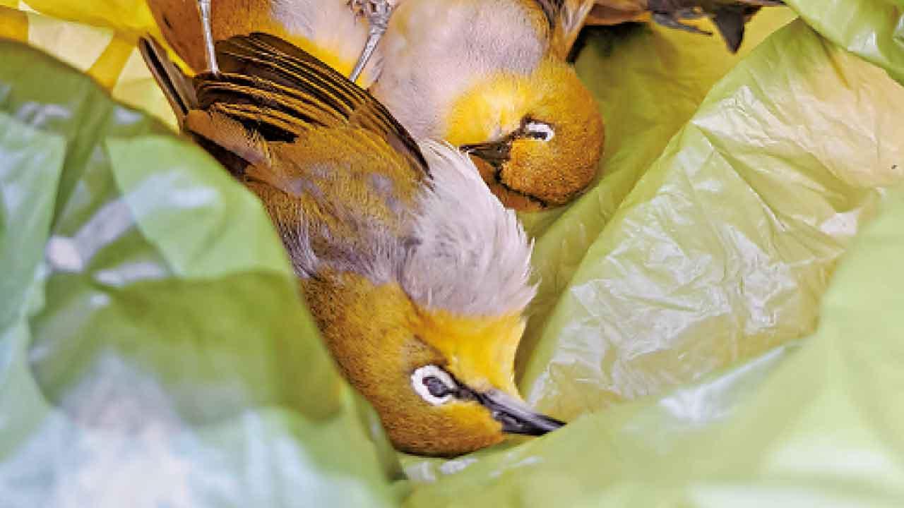 觀鳥會錄309隻鳥撞玻璃報告 部分為全球極度瀕危物種