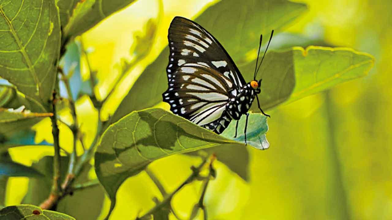 蝴蝶年度普查錄186種 龍鼓灘䃟頭創地點新高