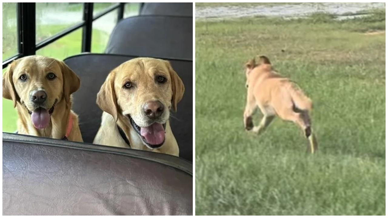 浪浪瘋狂追車想登校巴，獲好心人收編終首次返學。(FB)