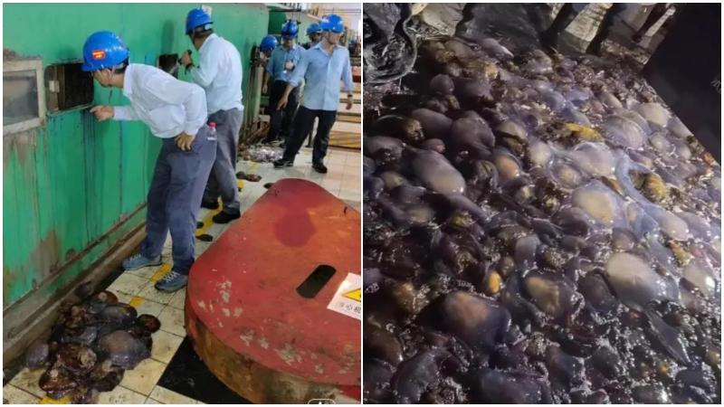 浙江電廠遭海蜇入侵8日撈10萬公斤