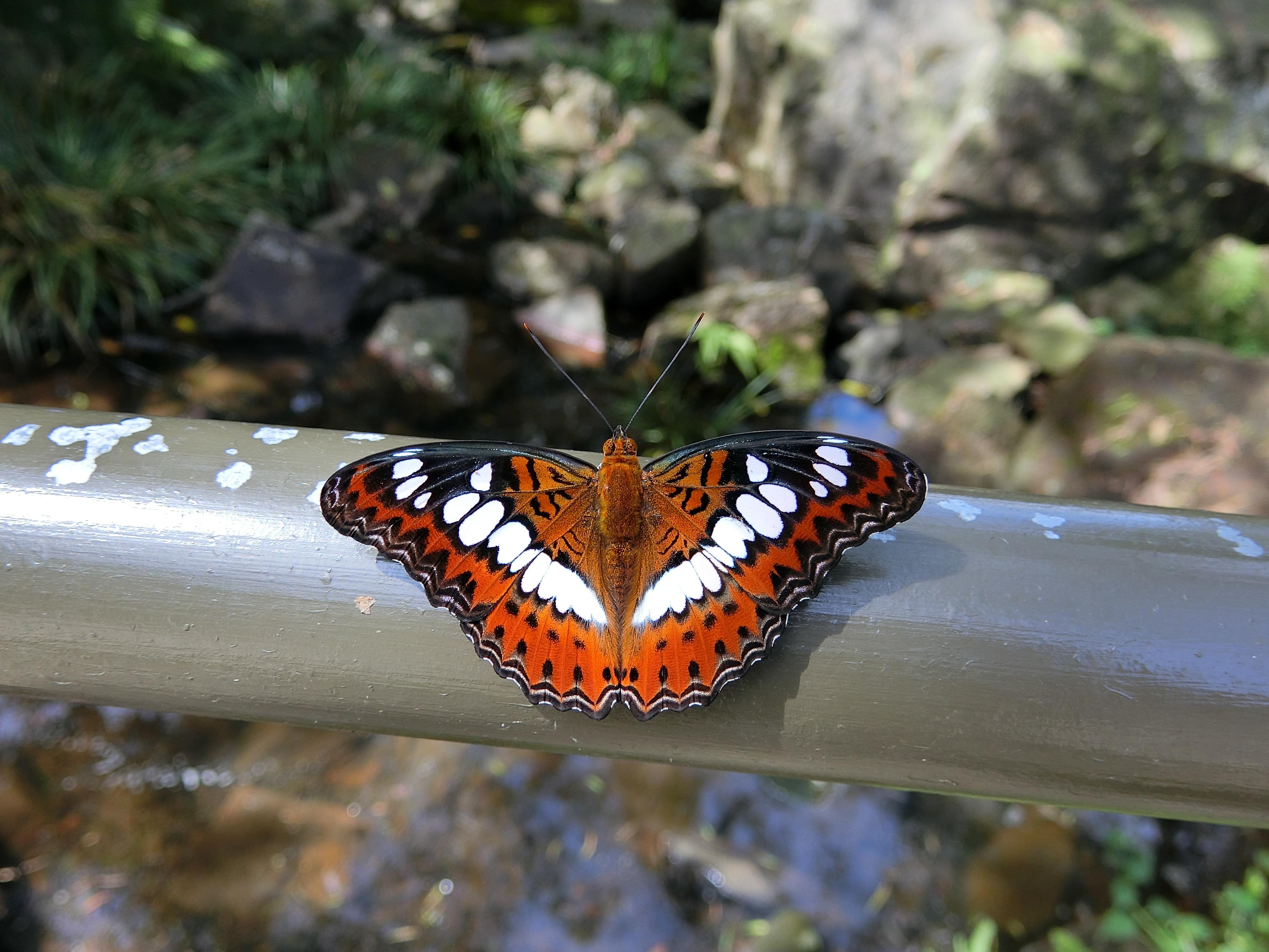 穆蛺蝶(綠色力量圖片)