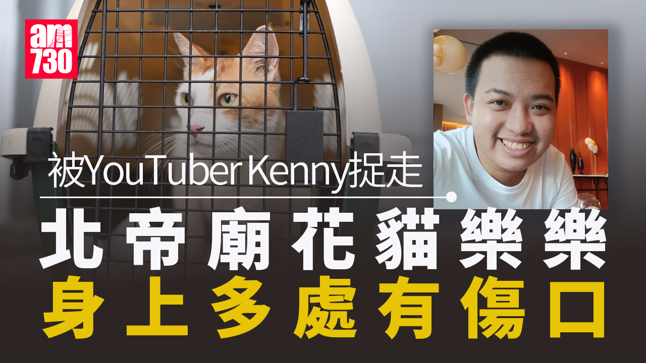 紅磡北帝廟花貓「樂樂」疑受傷　指甲被拔多處有傷口