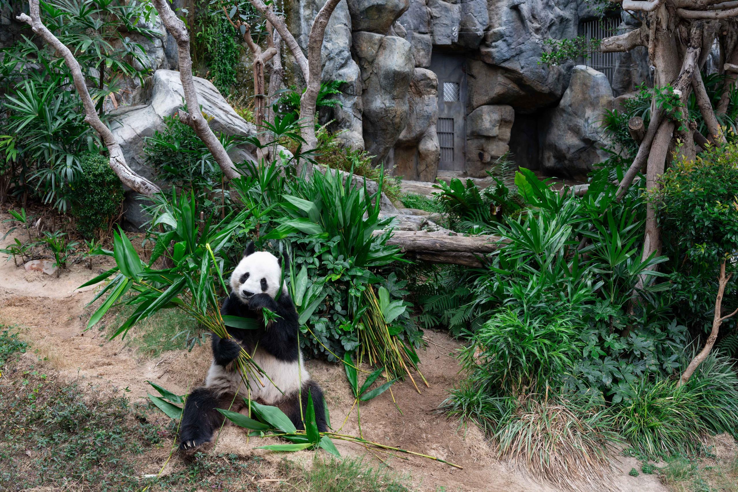 馬會撥捐1.21億元支持海洋公園提升大熊貓館設施　及捐助低收入家庭學生入園