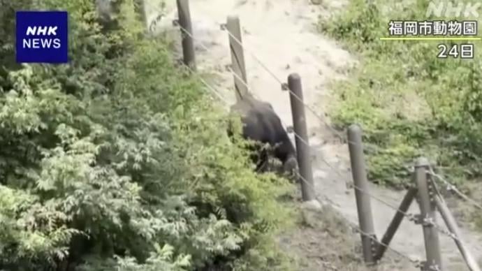 幼象從欄柵繩子的縫隙鑽出。(互聯網)