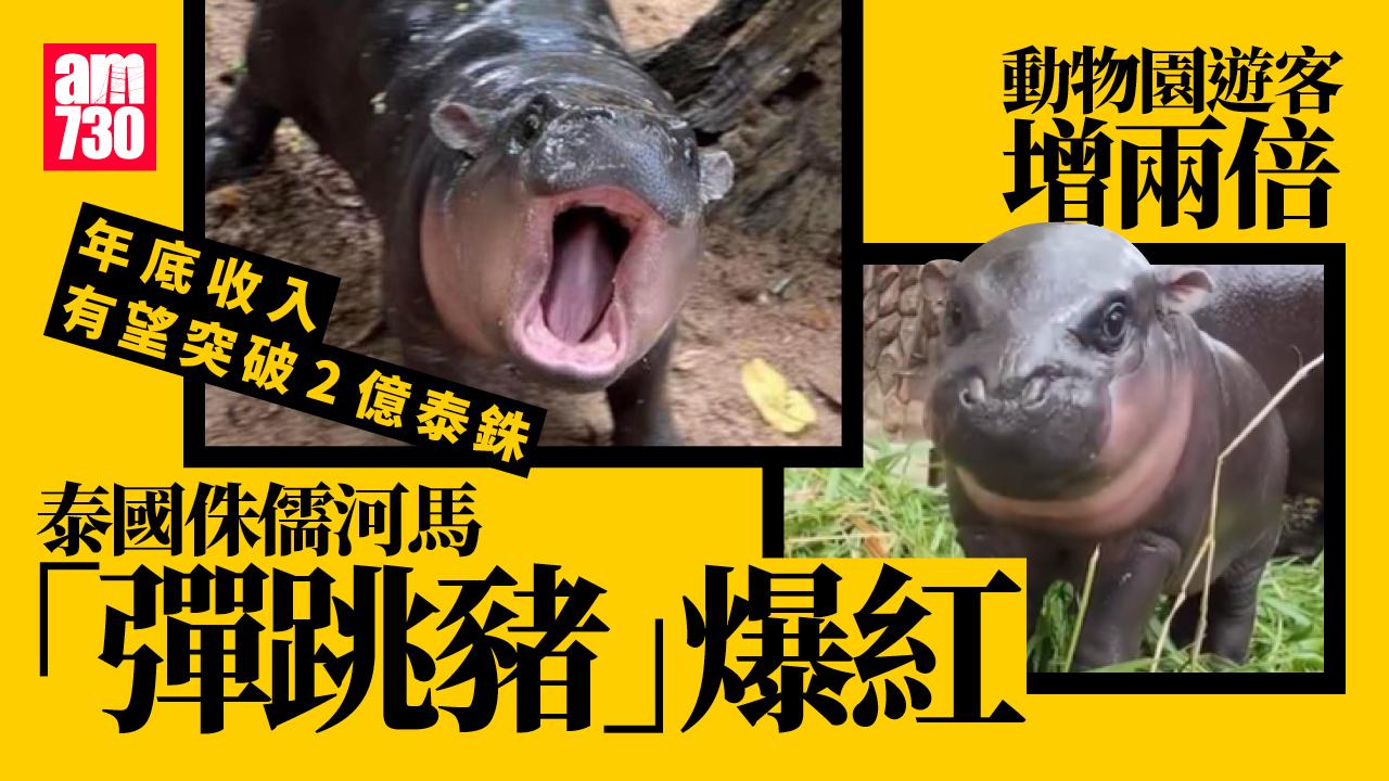 泰國「彈跳豬」帶擘動物園遊客增兩倍　年收有望破2億泰銖(有片)