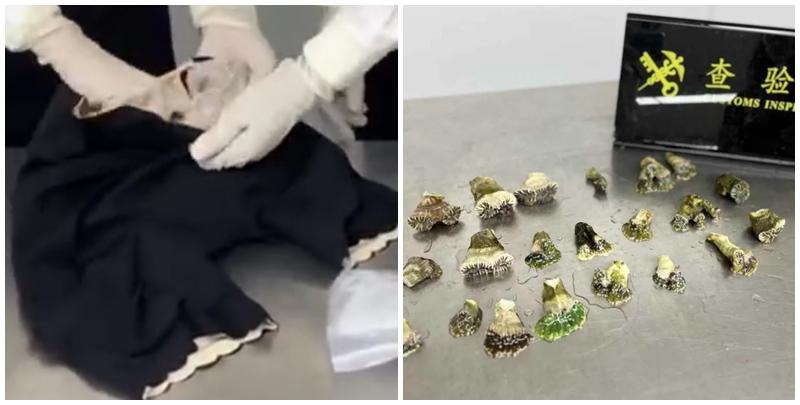 羅湖海關在旅檢入境渠道查獲女旅客綁藏的21株活體珊瑚(內地海關總署)