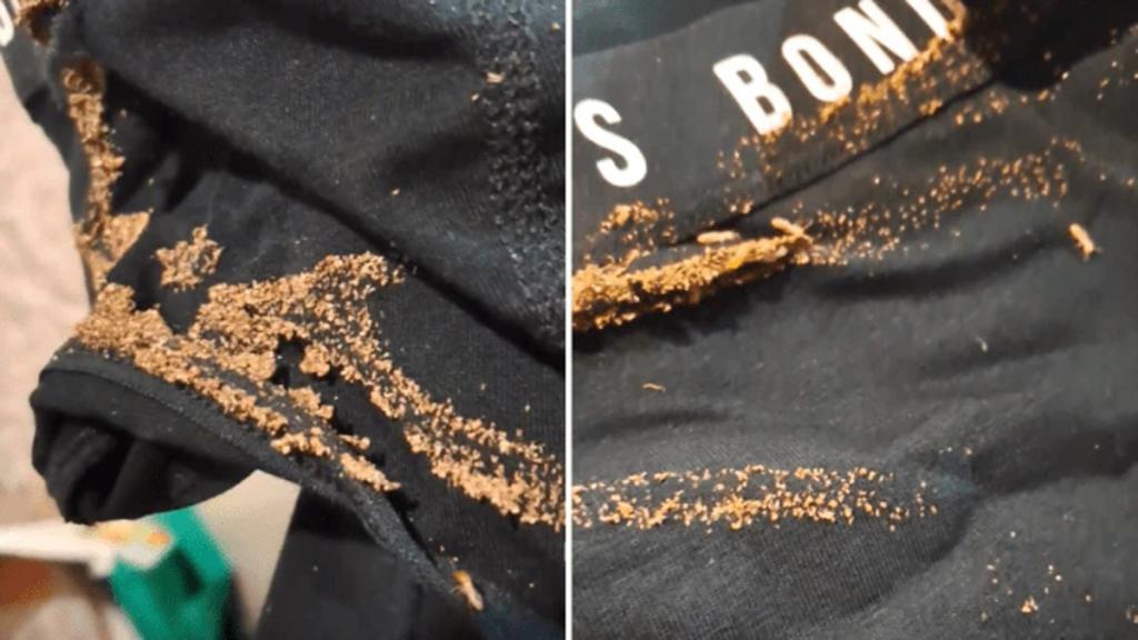 外國女網購內褲附送咖啡色蟲蟲　網民爭論係白蟻定衣魚