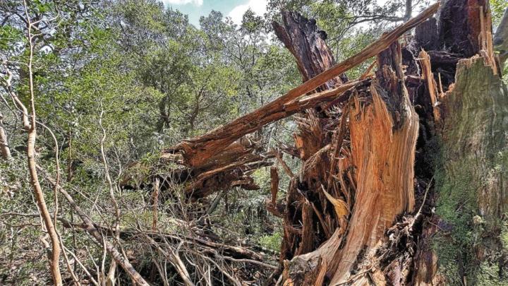 「彌生杉」樹身折斷。(互聯網)