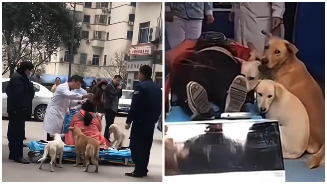 女主人臨盆被送上救護車，4狗家屬憂心獲准登車陪伴。(微博)